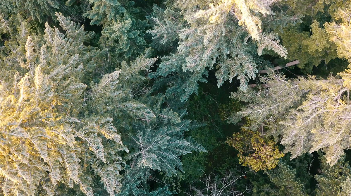 ECHO5 environmental assessment